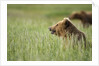 Grizzly Bears Resting in Meadow at Hallo Bay by Anonymous