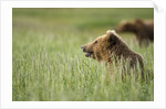 Grizzly Bears Resting in Meadow at Hallo Bay by Anonymous