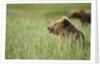 Grizzly Bears Resting in Meadow at Hallo Bay by Anonymous