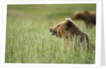 Grizzly Bears Resting in Meadow at Hallo Bay by Anonymous