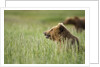 Grizzly Bears Resting in Meadow at Hallo Bay by Anonymous
