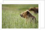 Grizzly Bears Resting in Meadow at Hallo Bay by Anonymous