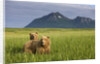 Grizzly Bears in Tall Grass in Meadow at Hallo Bay by Anonymous