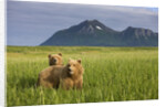 Grizzly Bears in Tall Grass in Meadow at Hallo Bay by Anonymous