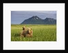 Grizzly Bears in Tall Grass in Meadow at Hallo Bay by Anonymous
