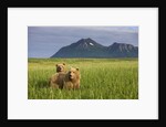 Grizzly Bears in Tall Grass in Meadow at Hallo Bay by Anonymous