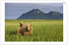 Grizzly Bears in Tall Grass in Meadow at Hallo Bay by Anonymous