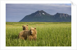 Grizzly Bears in Tall Grass in Meadow at Hallo Bay by Anonymous