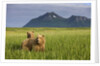 Grizzly Bears in Tall Grass in Meadow at Hallo Bay by Anonymous