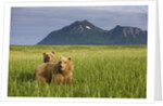 Grizzly Bears in Tall Grass in Meadow at Hallo Bay by Anonymous
