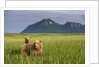 Grizzly Bears in Tall Grass in Meadow at Hallo Bay by Anonymous