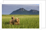 Grizzly Bears in Tall Grass in Meadow at Hallo Bay by Anonymous
