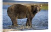 Brown Bear in Stream at Kukak Bay in Katmai National Park by Anonymous