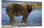 Brown Bear in Stream at Kukak Bay in Katmai National Park by Anonymous