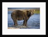 Brown Bear in Stream at Kukak Bay in Katmai National Park by Anonymous
