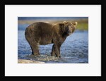 Brown Bear in Stream at Kukak Bay in Katmai National Park by Anonymous
