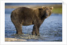 Brown Bear in Stream at Kukak Bay in Katmai National Park by Anonymous