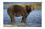 Brown Bear in Stream at Kukak Bay in Katmai National Park by Anonymous