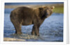 Brown Bear in Stream at Kukak Bay in Katmai National Park by Anonymous