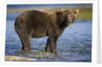 Brown Bear in Stream at Kukak Bay in Katmai National Park by Anonymous