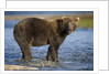 Brown Bear in Stream at Kukak Bay in Katmai National Park by Anonymous