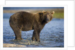 Brown Bear in Stream at Kukak Bay in Katmai National Park by Anonymous