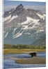 Grizzly Bear Hunting in Stream at Kukak Bay by Anonymous