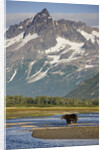 Grizzly Bear Hunting in Stream at Kukak Bay by Anonymous