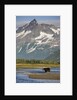 Grizzly Bear Hunting in Stream at Kukak Bay by Anonymous