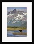 Grizzly Bear Hunting in Stream at Kukak Bay by Anonymous