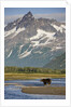Grizzly Bear Hunting in Stream at Kukak Bay by Anonymous