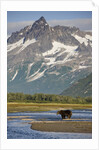 Grizzly Bear Hunting in Stream at Kukak Bay by Anonymous