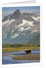 Grizzly Bear Hunting in Stream at Kukak Bay by Anonymous