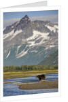 Grizzly Bear Hunting in Stream at Kukak Bay by Anonymous