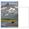 Grizzly Bear Hunting in Stream at Kukak Bay by Anonymous