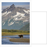 Grizzly Bear Hunting in Stream at Kukak Bay by Anonymous