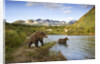 Two Year Old Grizzly Bears on Riverbank at Kinak Bay by Anonymous