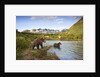 Two Year Old Grizzly Bears on Riverbank at Kinak Bay by Anonymous