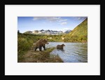 Two Year Old Grizzly Bears on Riverbank at Kinak Bay by Anonymous