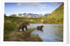 Two Year Old Grizzly Bears on Riverbank at Kinak Bay by Anonymous