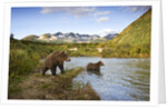 Two Year Old Grizzly Bears on Riverbank at Kinak Bay by Anonymous