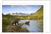 Two Year Old Grizzly Bears on Riverbank at Kinak Bay by Anonymous