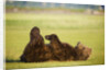 Brown Bear Lying on Back With Feet Raised at Hallo Bay by Anonymous