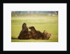 Brown Bear Lying on Back With Feet Raised at Hallo Bay by Anonymous