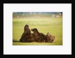 Brown Bear Lying on Back With Feet Raised at Hallo Bay by Anonymous