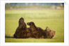 Brown Bear Lying on Back With Feet Raised at Hallo Bay by Anonymous