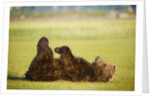 Brown Bear Lying on Back With Feet Raised at Hallo Bay by Anonymous