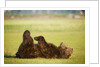 Brown Bear Lying on Back With Feet Raised at Hallo Bay by Anonymous