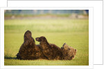 Brown Bear Lying on Back With Feet Raised at Hallo Bay by Anonymous