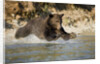 Grizzly Bear Hunting Spawning Salmon in River at Kinak Bay by Anonymous